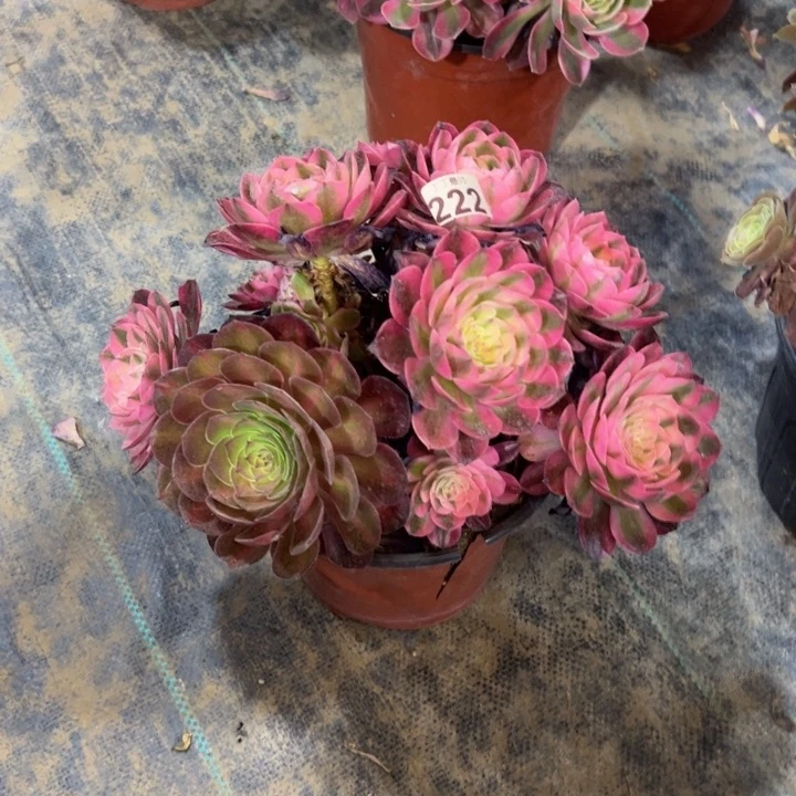 倾城母本222多肉法师