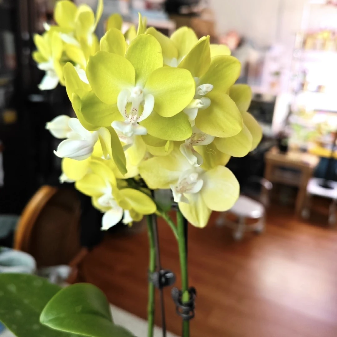 《柠星2.8杯》瑕疵苗,介意勿拍,不售后(未开花)净化空气。