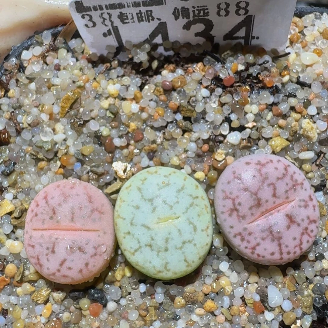 zzzzz精品生石花1434