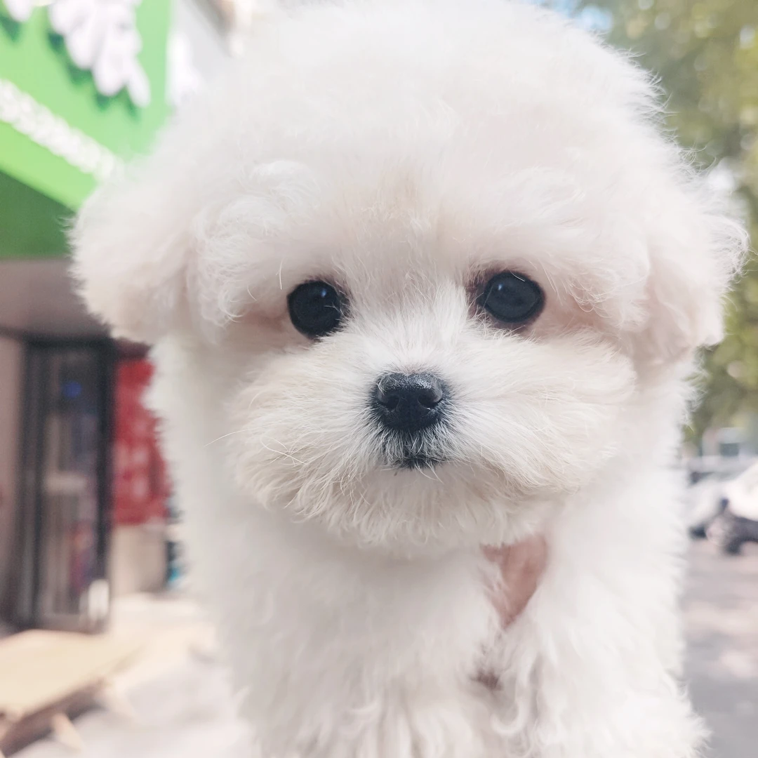 混血小体比熊幼犬三个月长不大不掉毛小型犬宠物狗