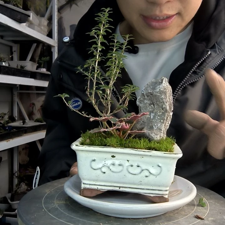 杨*木小盆景小植物一物一拍458