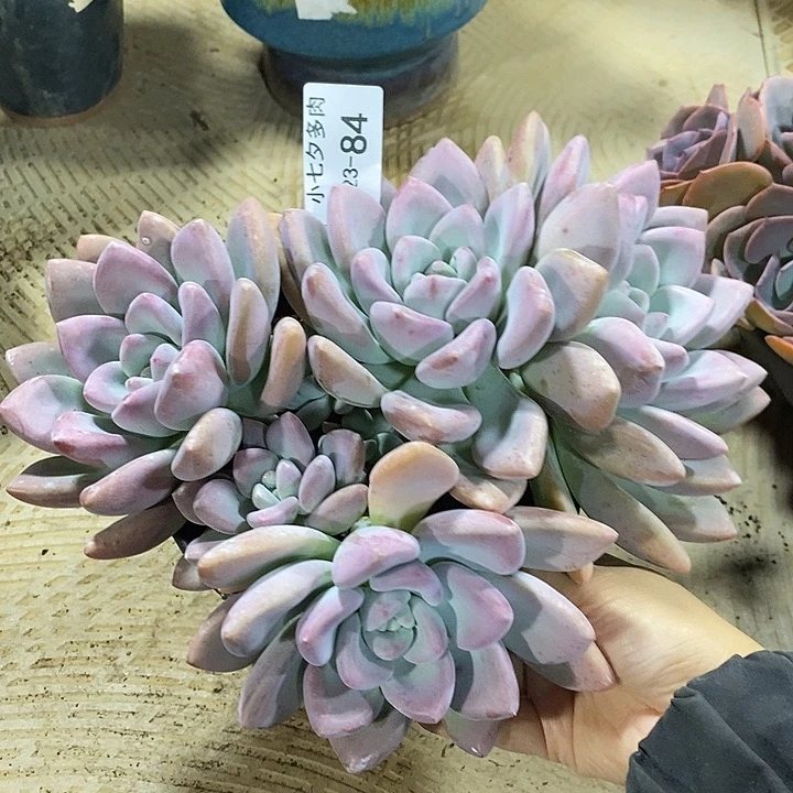 小七夕多肉奥普84