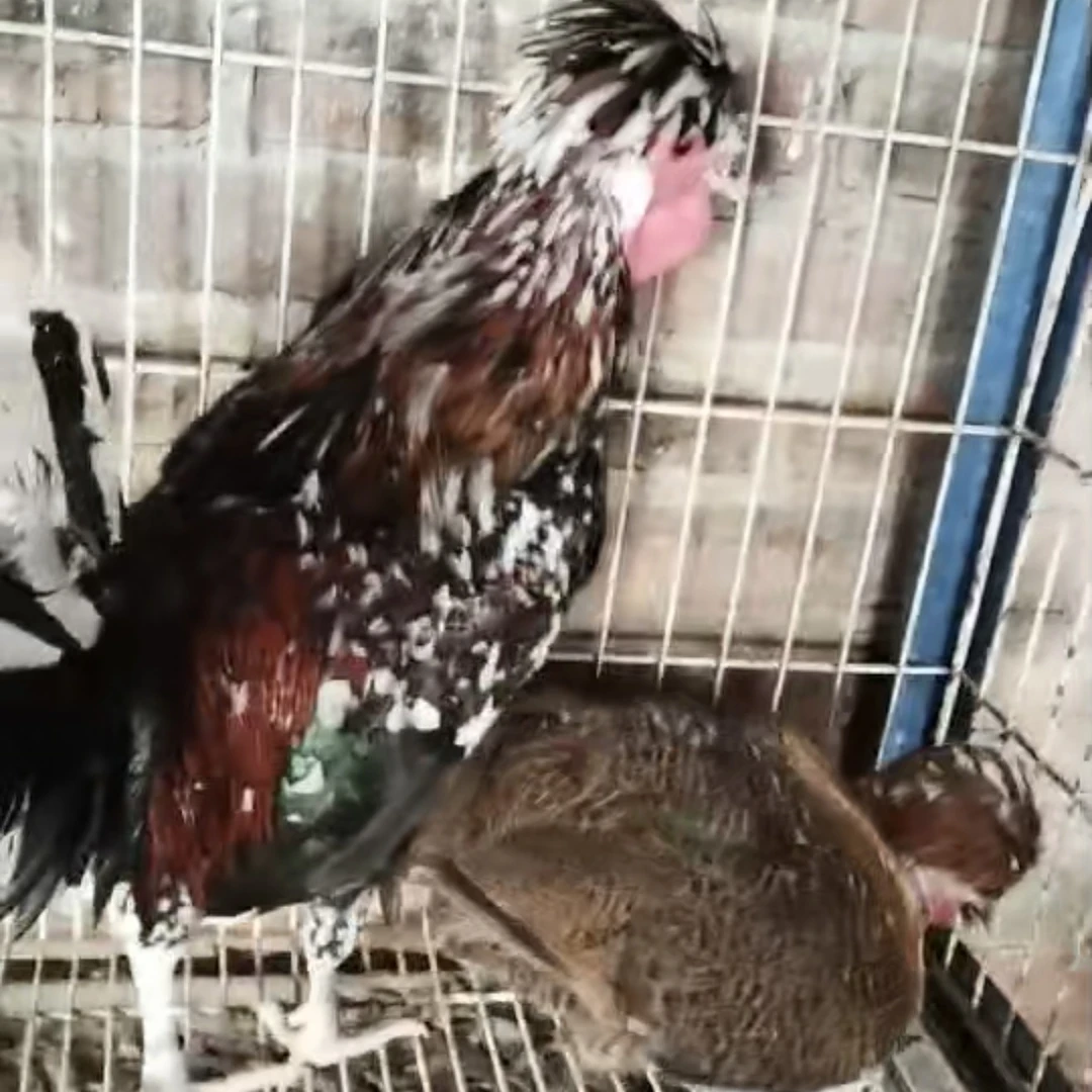 直播专用，一物一拍，家散养黄油老母鸡 肉质紧实新鲜