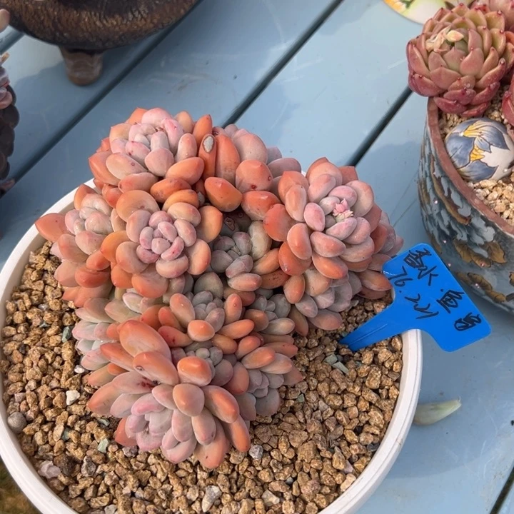 蓝***鱼香水 魔鬼鱼姐 寄养