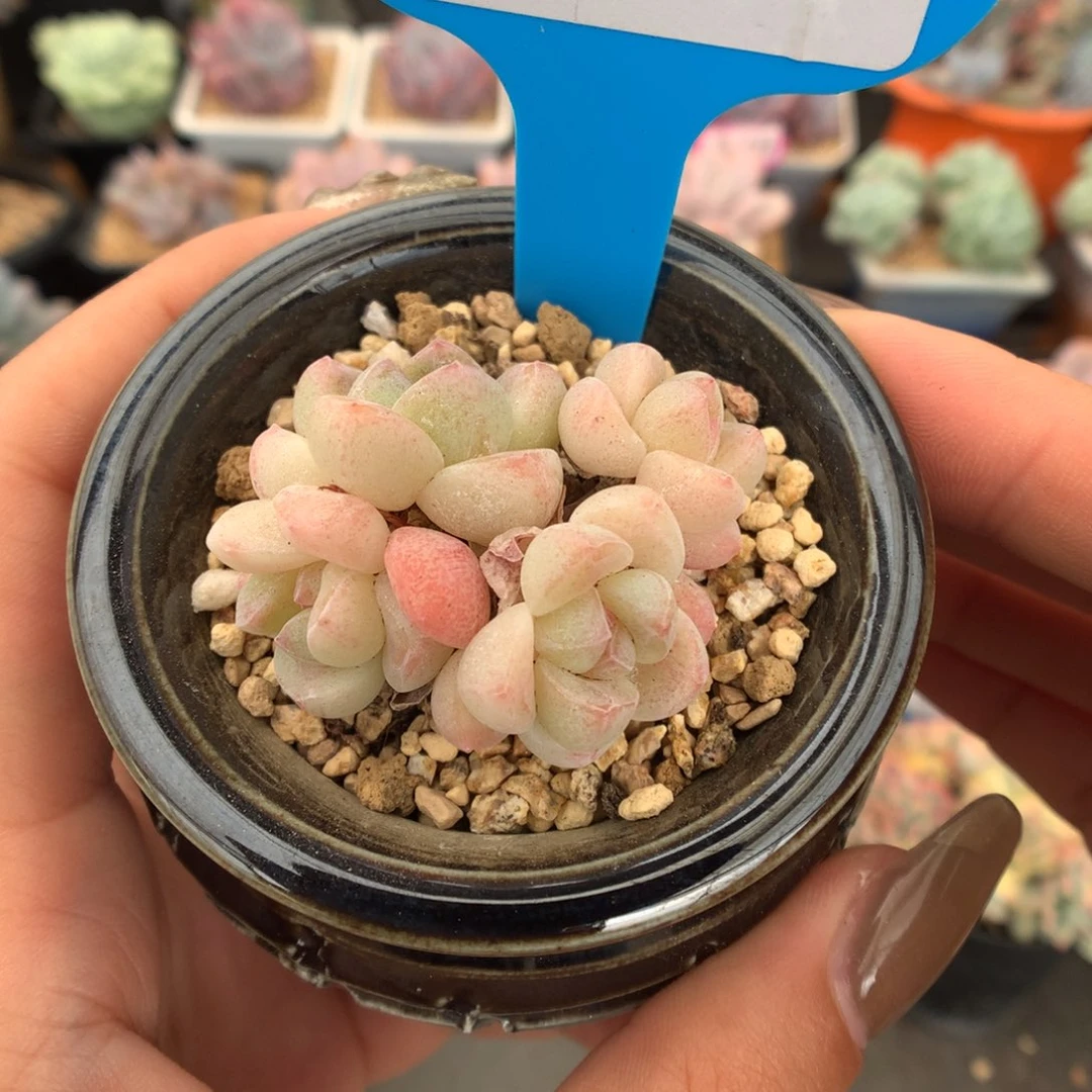 144四头白底冰玉多肉植物
