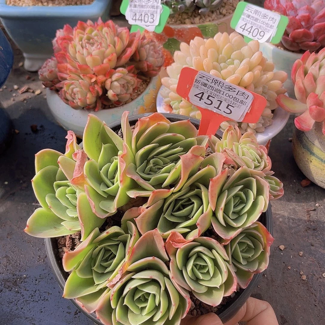 4515星娜塔多肉植物