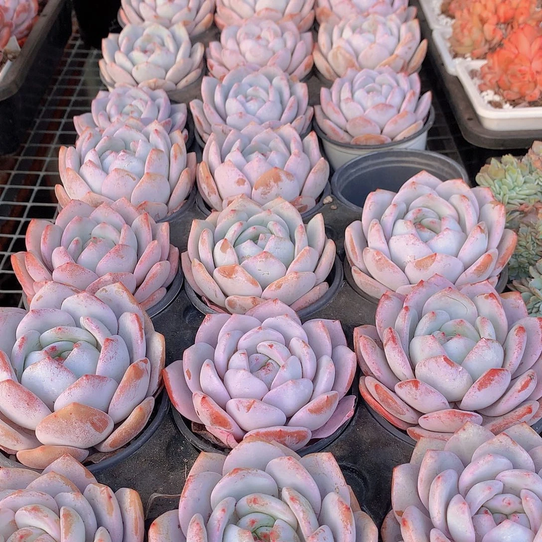 奶盖34566789900000