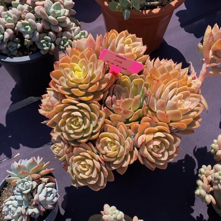 238丝绸肉肉肉肉肉