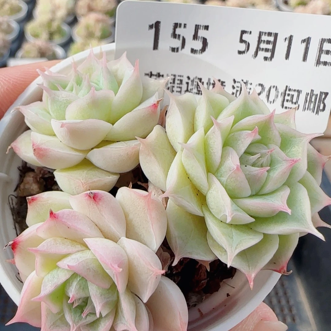 花语逸镜0511-155