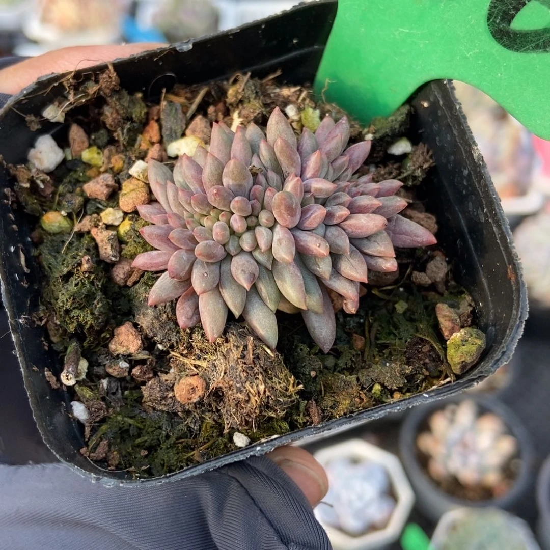 1660车厘子缀多肉植物