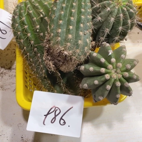 瑕疵的毛花柱986