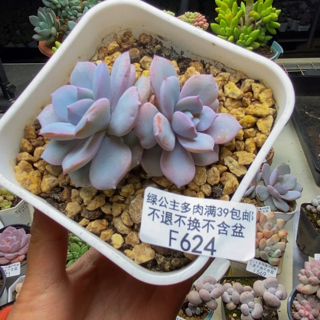 624丸叶奶茶多肉6c m