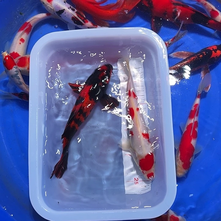 海水锦鲤的尾巴和尾巴