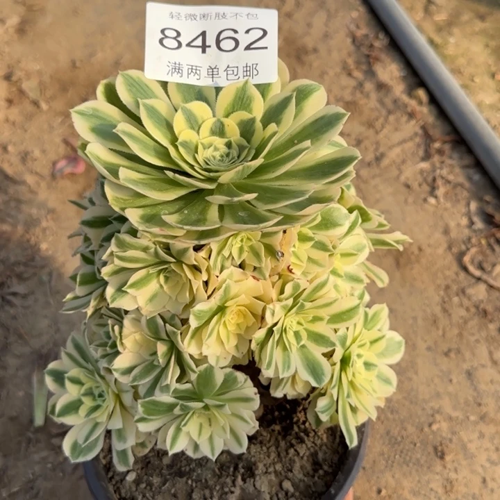 8462迈巴赫多肉植物