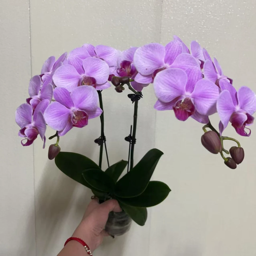 蝴蝶兰【CC粉】 花色鲜艳 优质苗情广州直发