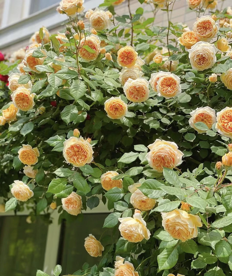 王妃【1.2米左右 带花苞】爬藤花苗花卉阳台庭院四季开花