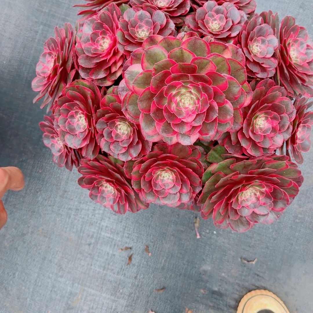 无花朵xnxnznnznssnns