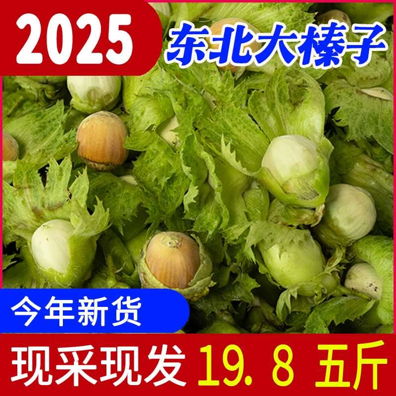 新鲜采摘青皮水仁大榛子带绿皮送钳子【到家叶子变黄变黑建议勿拍】