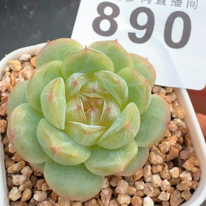 珍妮         今日新品上新多肉植物