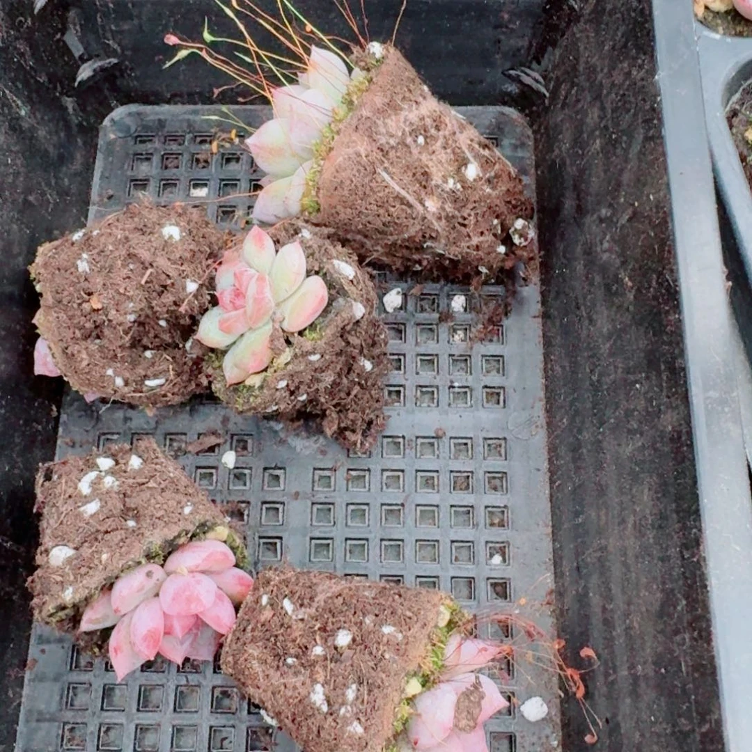 26-60编号珍妮2600量拍