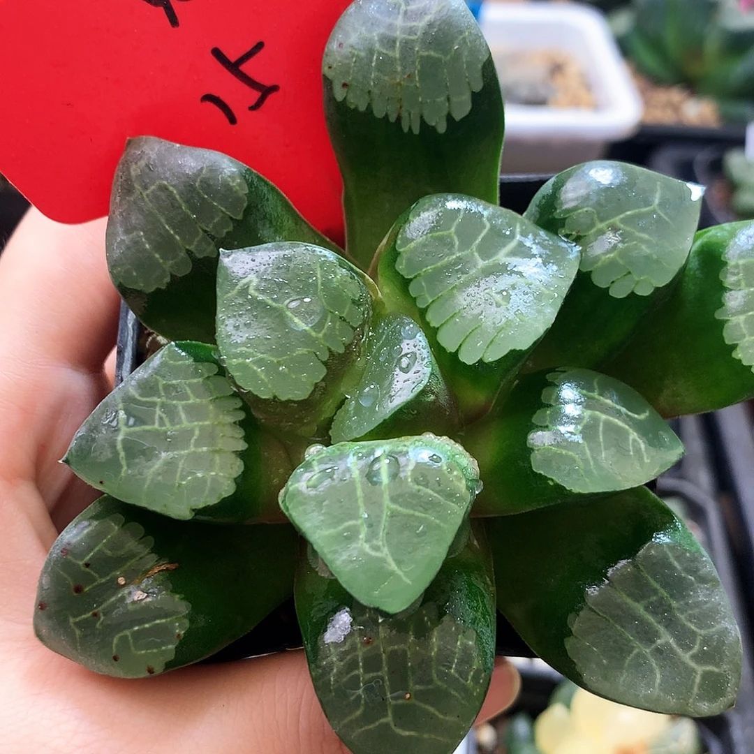 克，一物一拍，带盆带土