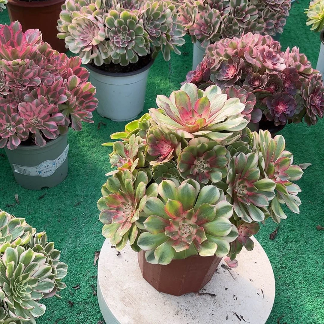荔枝法师多肉植物漂亮