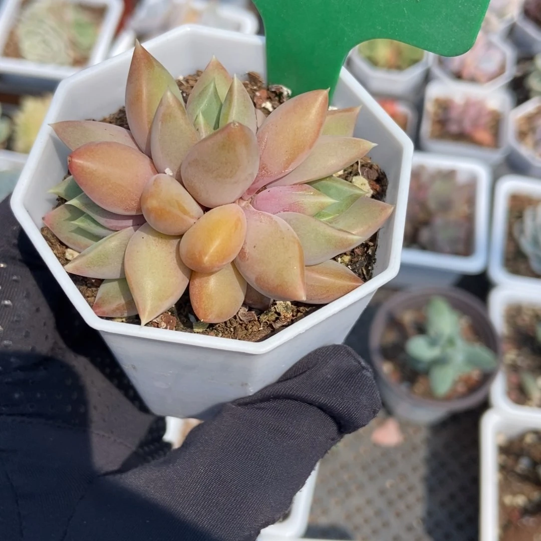 1660红象牙多肉植物保护
