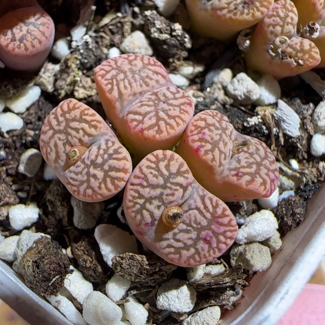 肉锥多肉植物组合-勋章1730