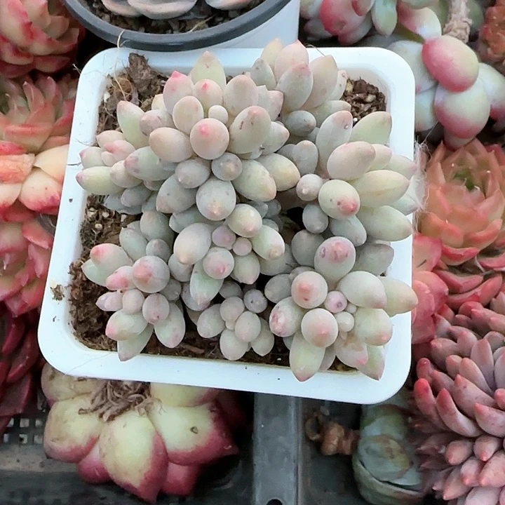 青蛙王子儿童牙膏111