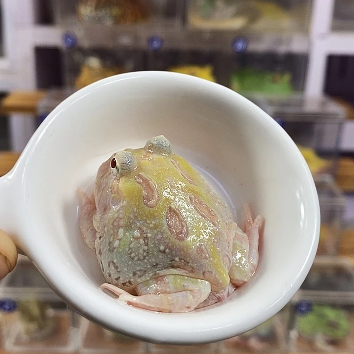 角蛙404号微瑕疵白变角蛙