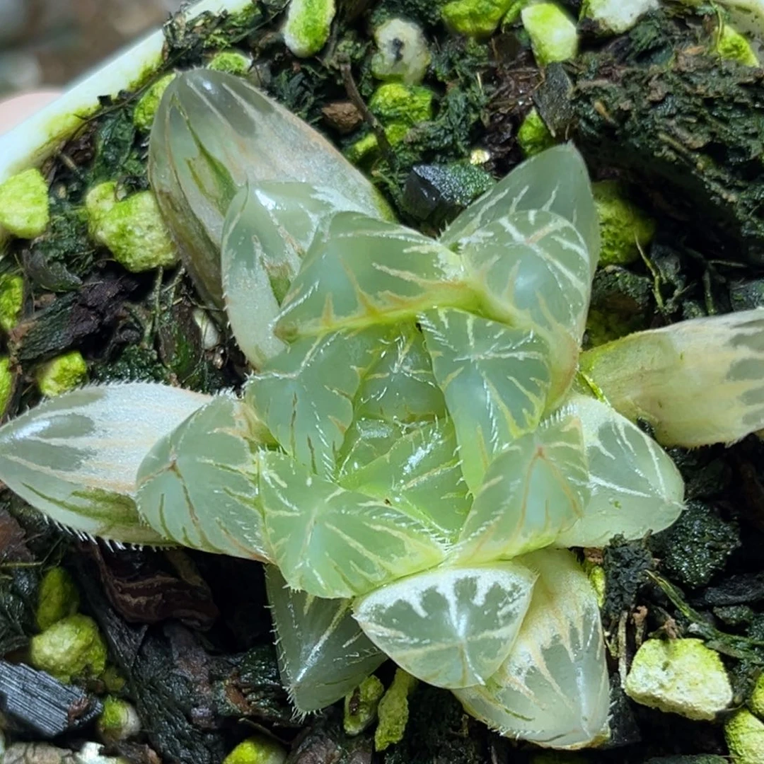 恭喜发财大吉大利0037