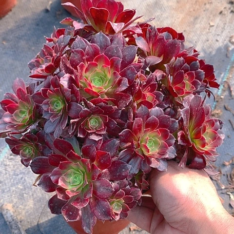 739安娜锦多肉植物