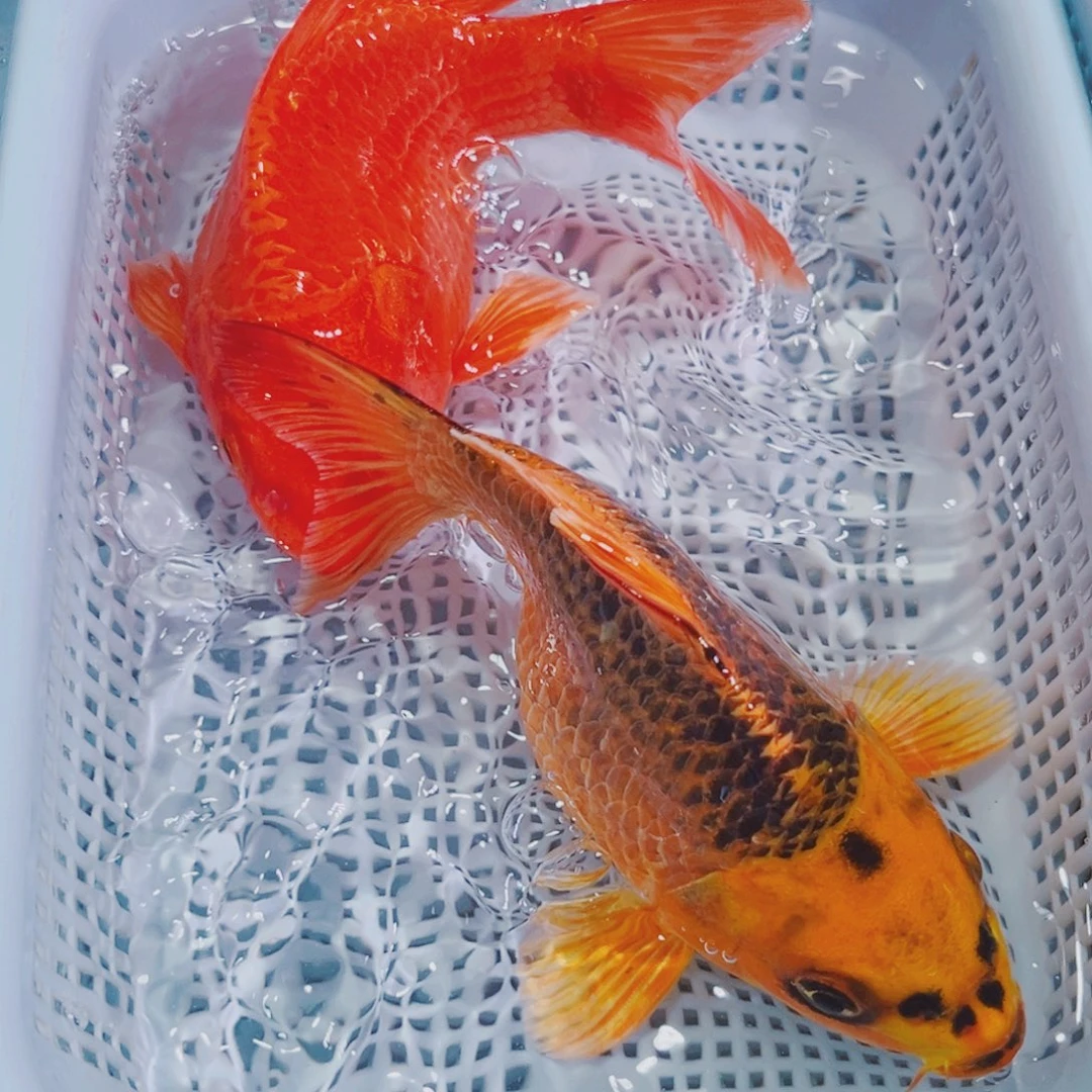 锦鲤锦鲤冷水鱼观赏600
