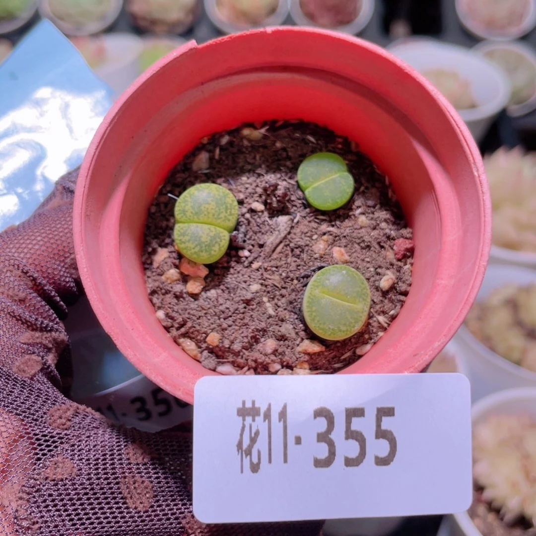 花利美11-355生石花