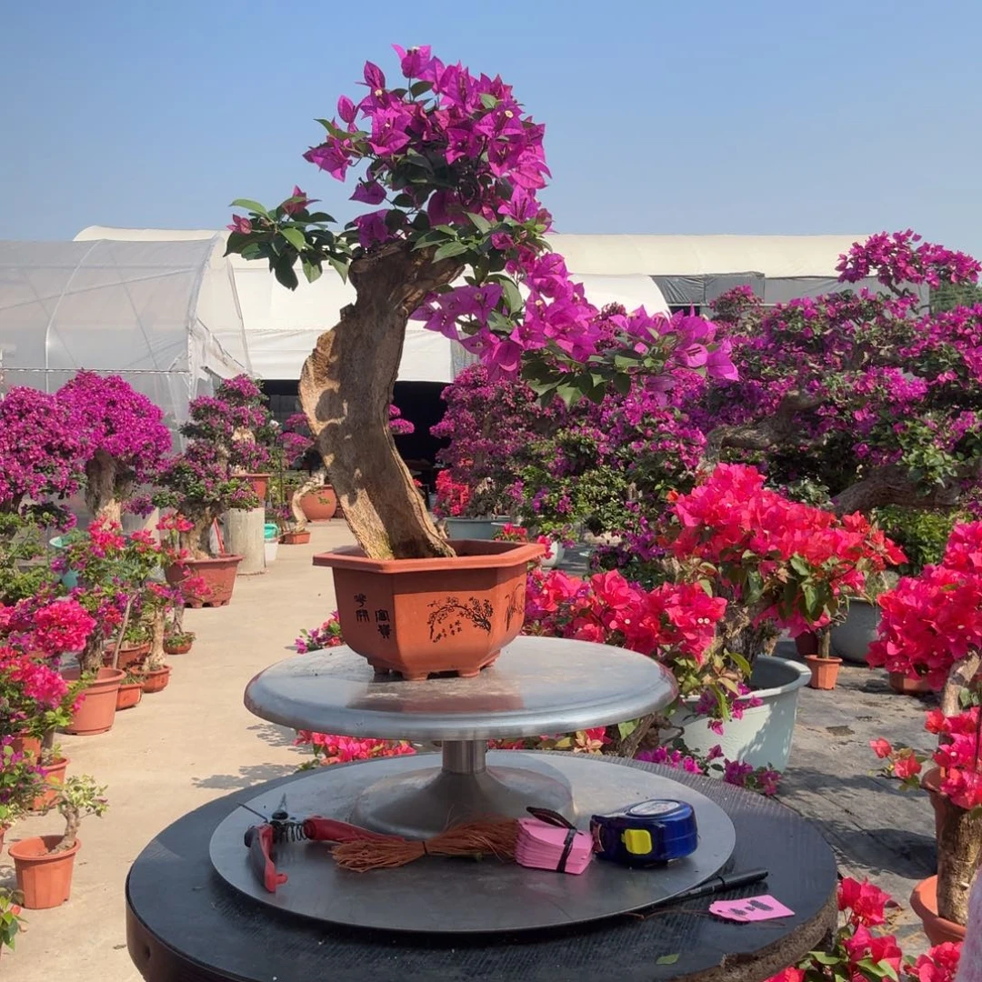 幸***^无花朵小叶紫三角梅