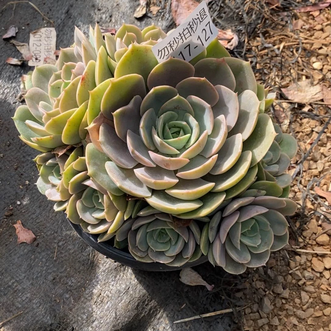 榕*两单包邮1117-127蓝色苍鹭