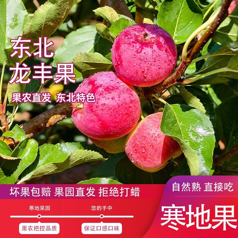 黑龙江龙丰小苹果酸甜脆爽新鲜采摘应季水果原产直发农户不打蜡