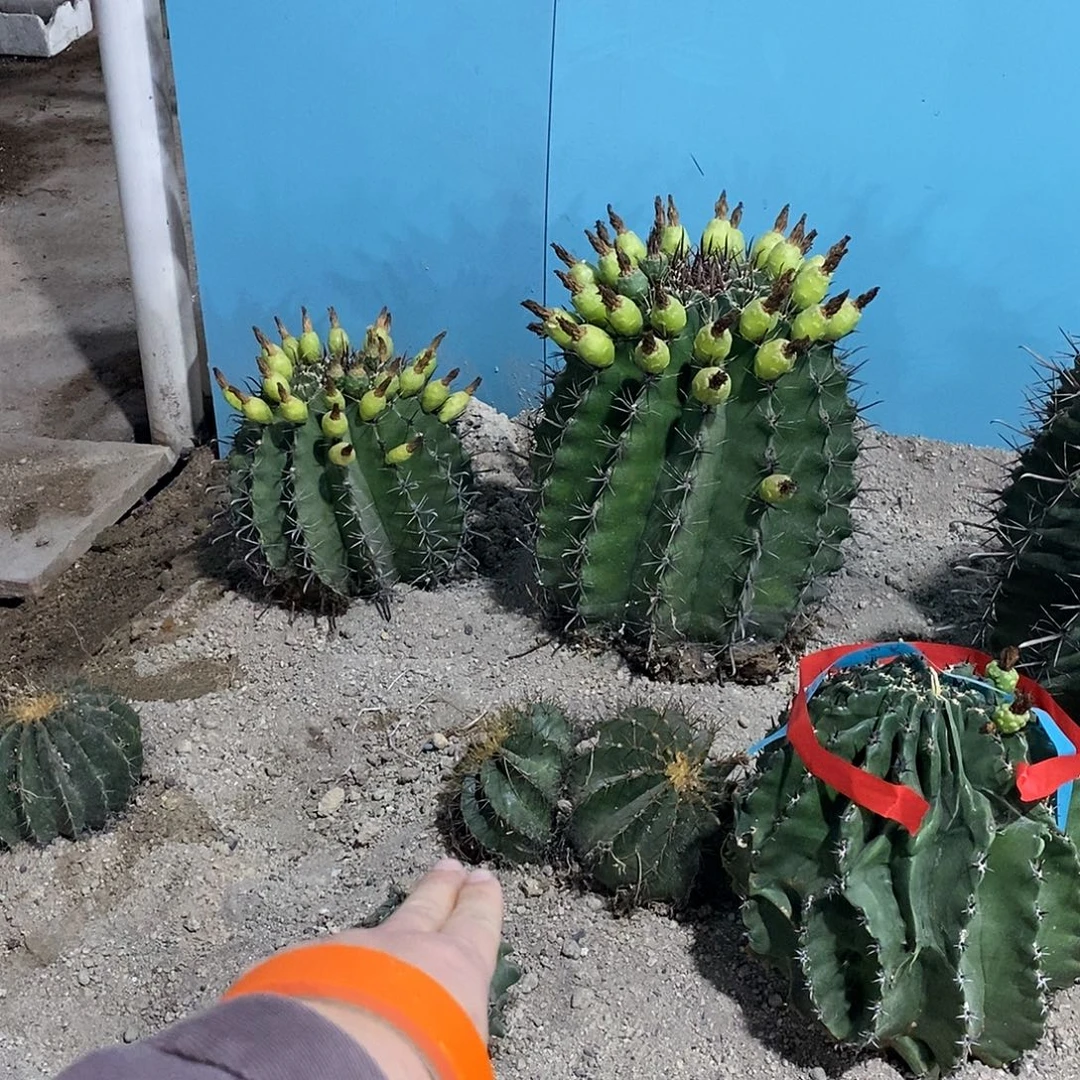 石***布黄彩玉一个。