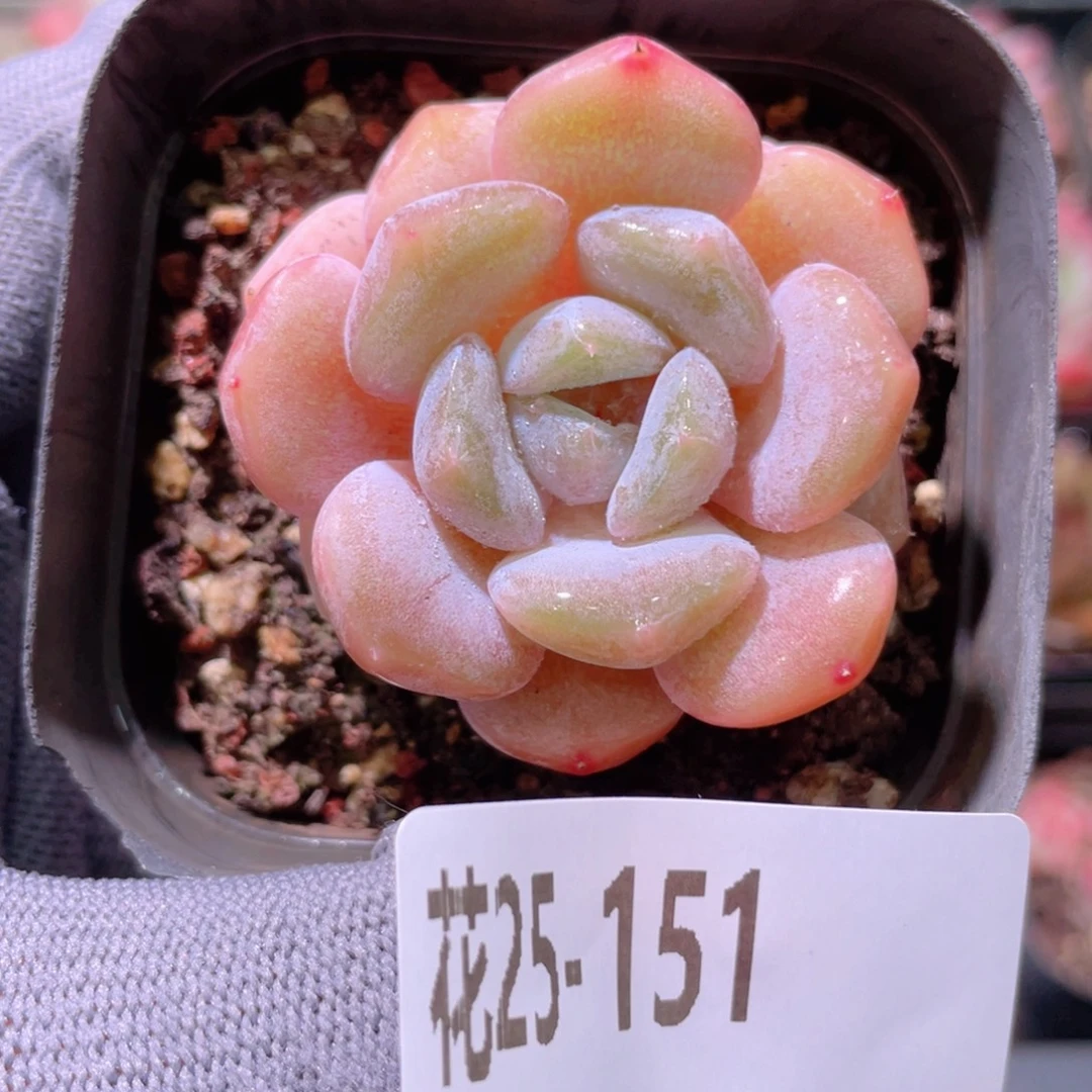 花利美25-151新品
