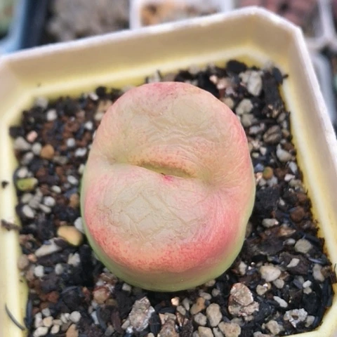 多肉肉锥 3.5Cm 大蟠桃