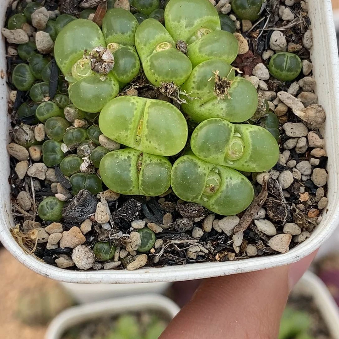 沟*102-107-绿眼睛88折。