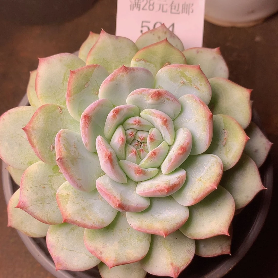 【闪购商品】云504号梦露杂8厘米