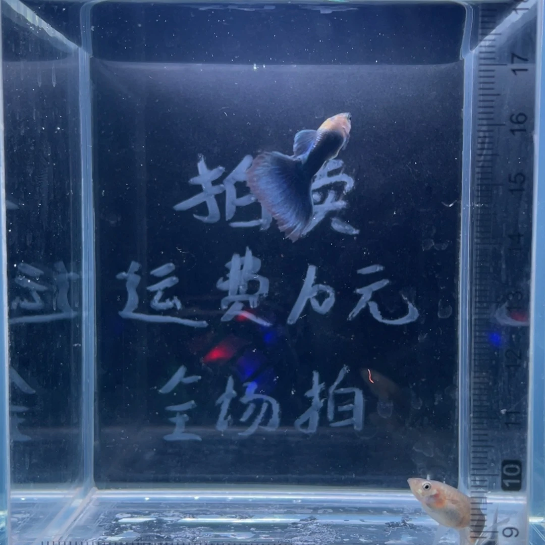 孔雀鱼蓝礼服大C一公二母