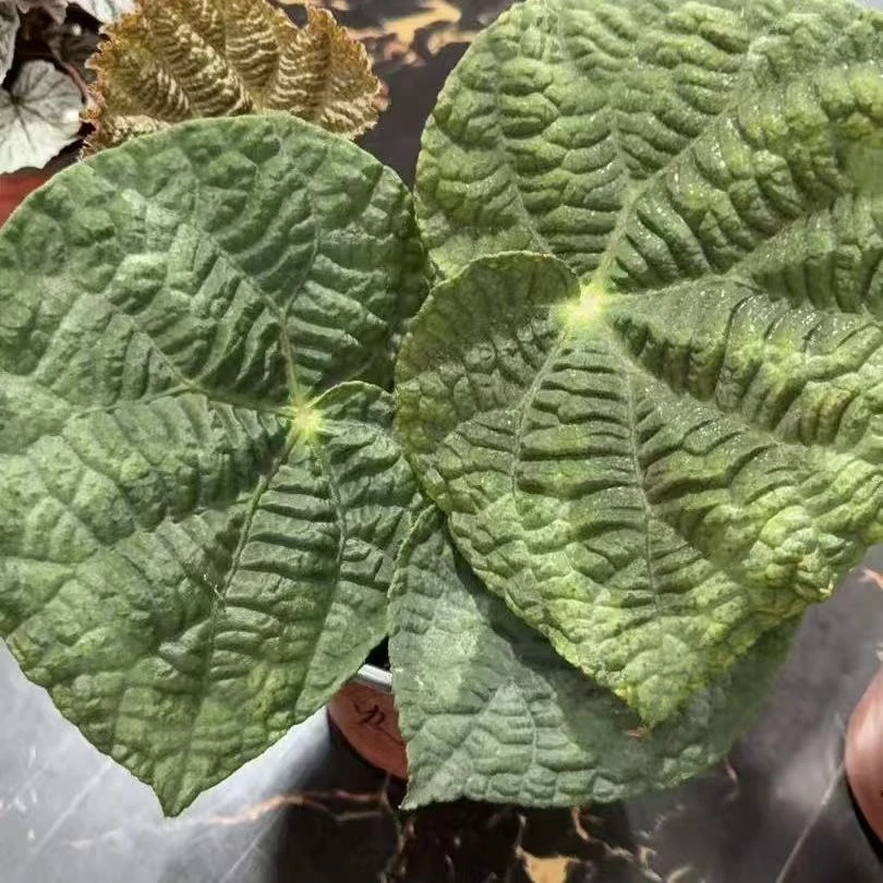 灯果秋海棠网红ins风室内观赏绿植盆栽耐阴好养花卉