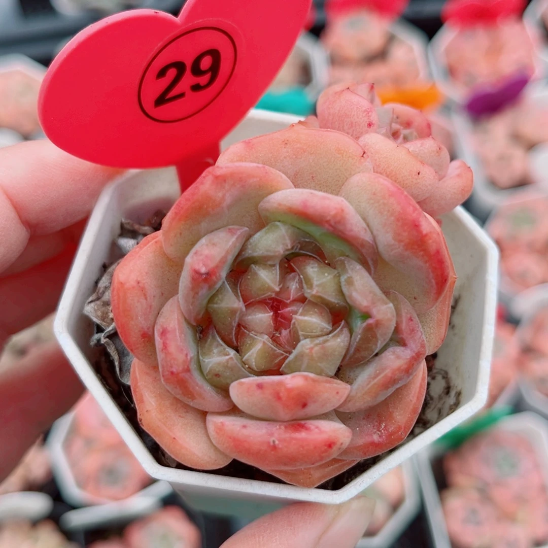 29号小老桩糖心双头