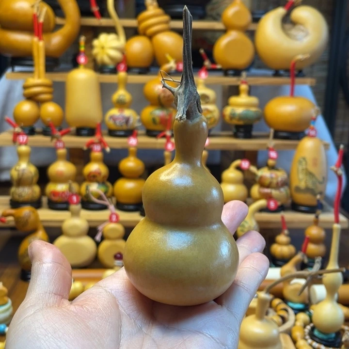 蓝*妹天然葫芦自然生长蓝妹妹