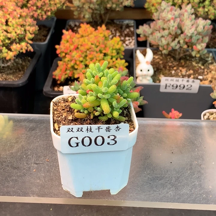 茉***003橘子糖