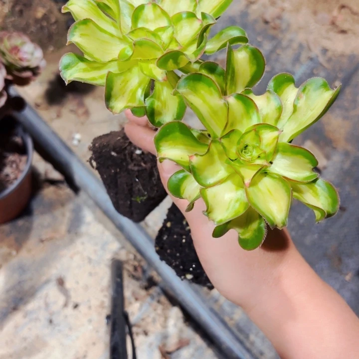 ^****暴君法师多肉79多肉