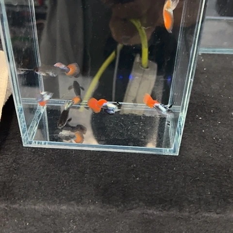孔雀鱼鎏金花蝴蝶3对6条