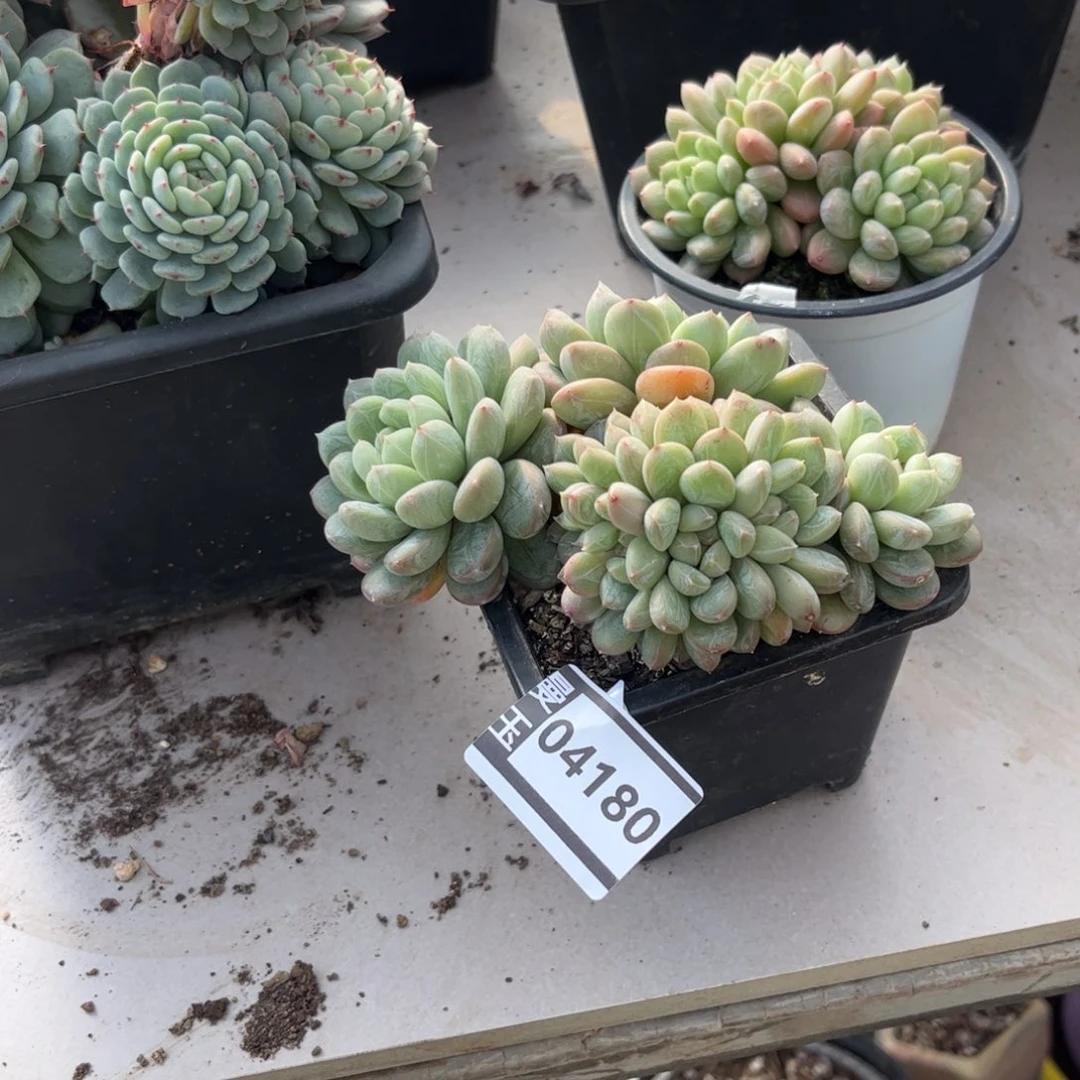 百达朵朵缀多肉04180